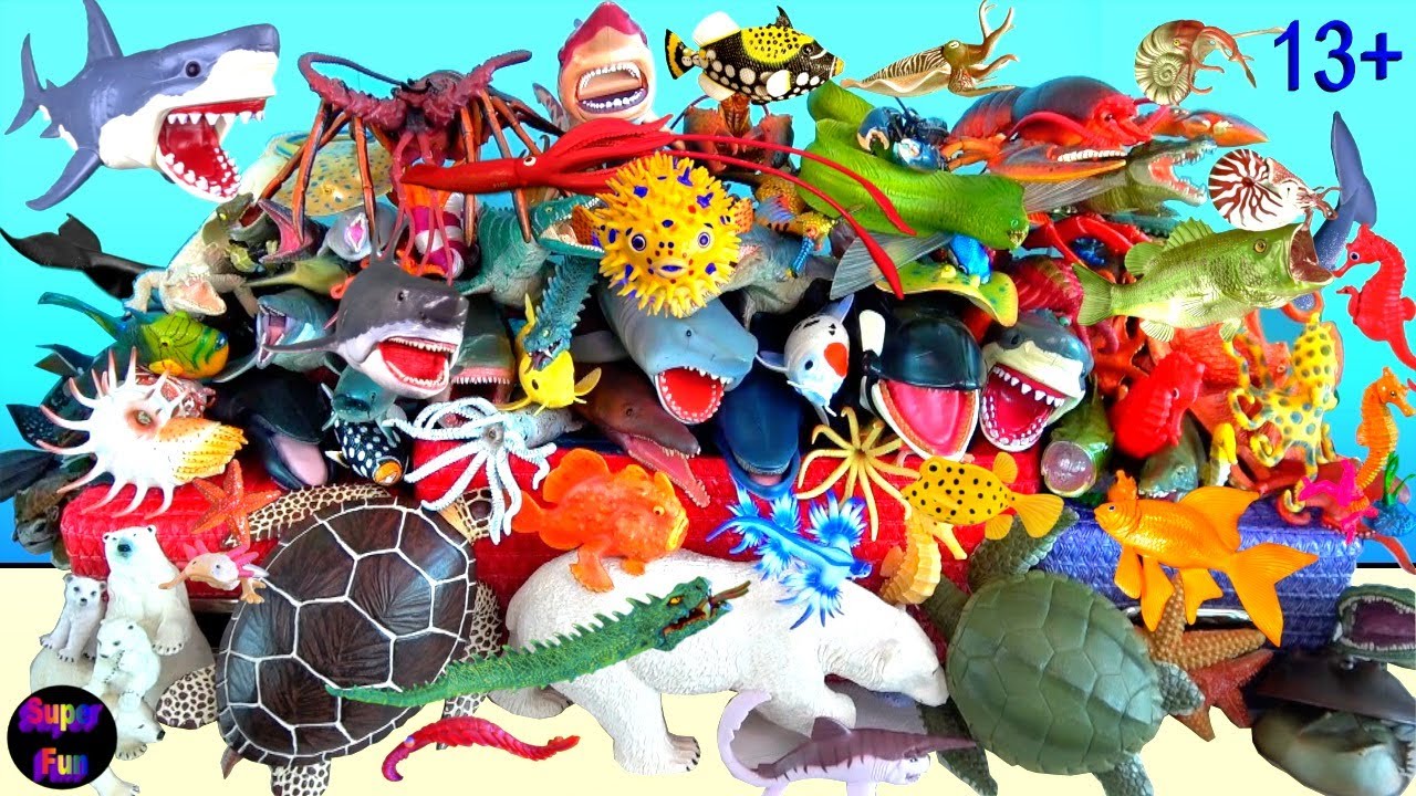 Sea Animals - Sharks, Whales, Fish, Shellfish, Cephalopods, Crustaceans, Sea Turtles, Rays 13+