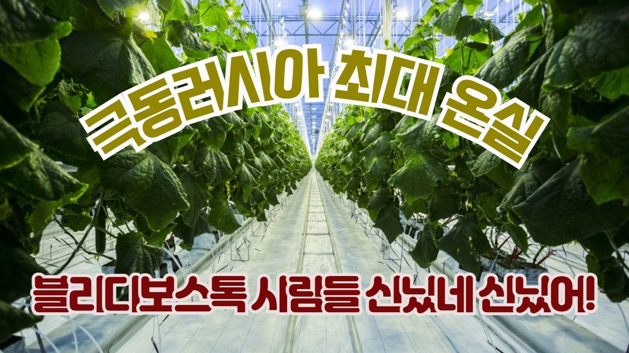 극동러시아 최대 온실! 드디어 생겼다 I 지금까지 블라디보스톡 사람들이 중국 야채를 먹은 이유 I 젊고 야심찬 사업가가 만든 최대 규모 유리온실