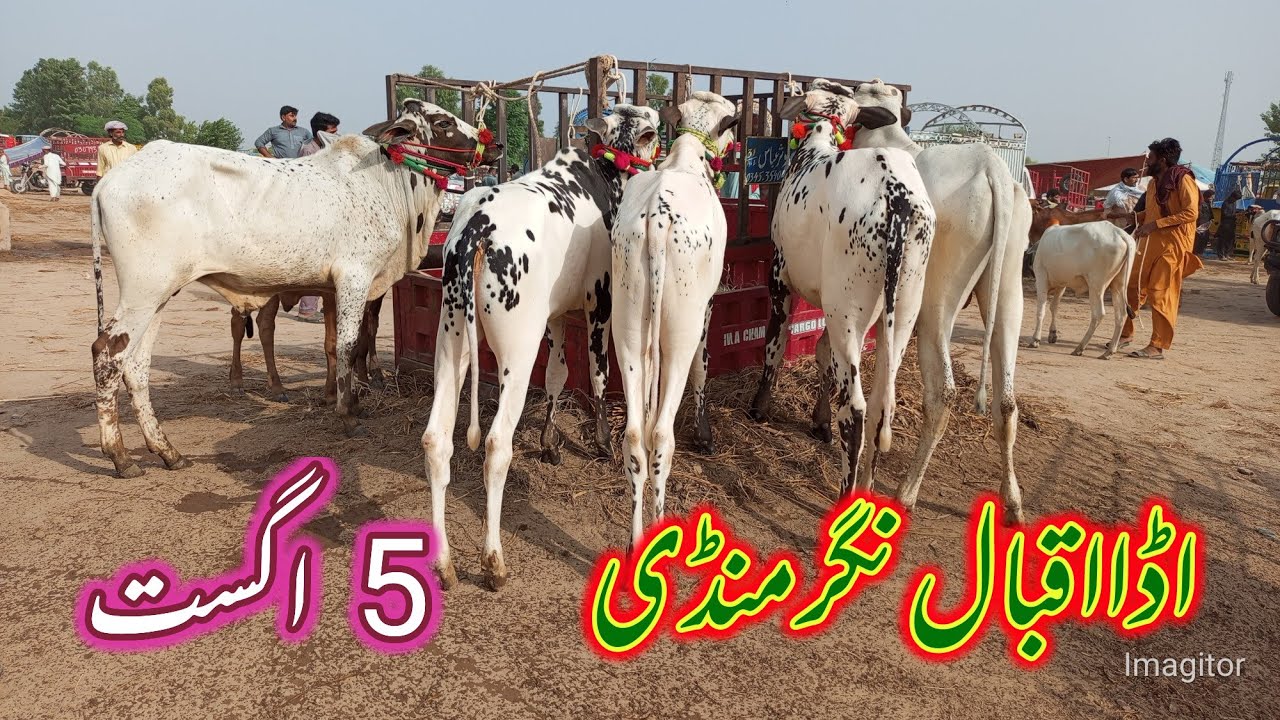 Adda Iqbal Nagar mandi today 5 august video khire bachade cholistani Dhani nasl  naaz farming 