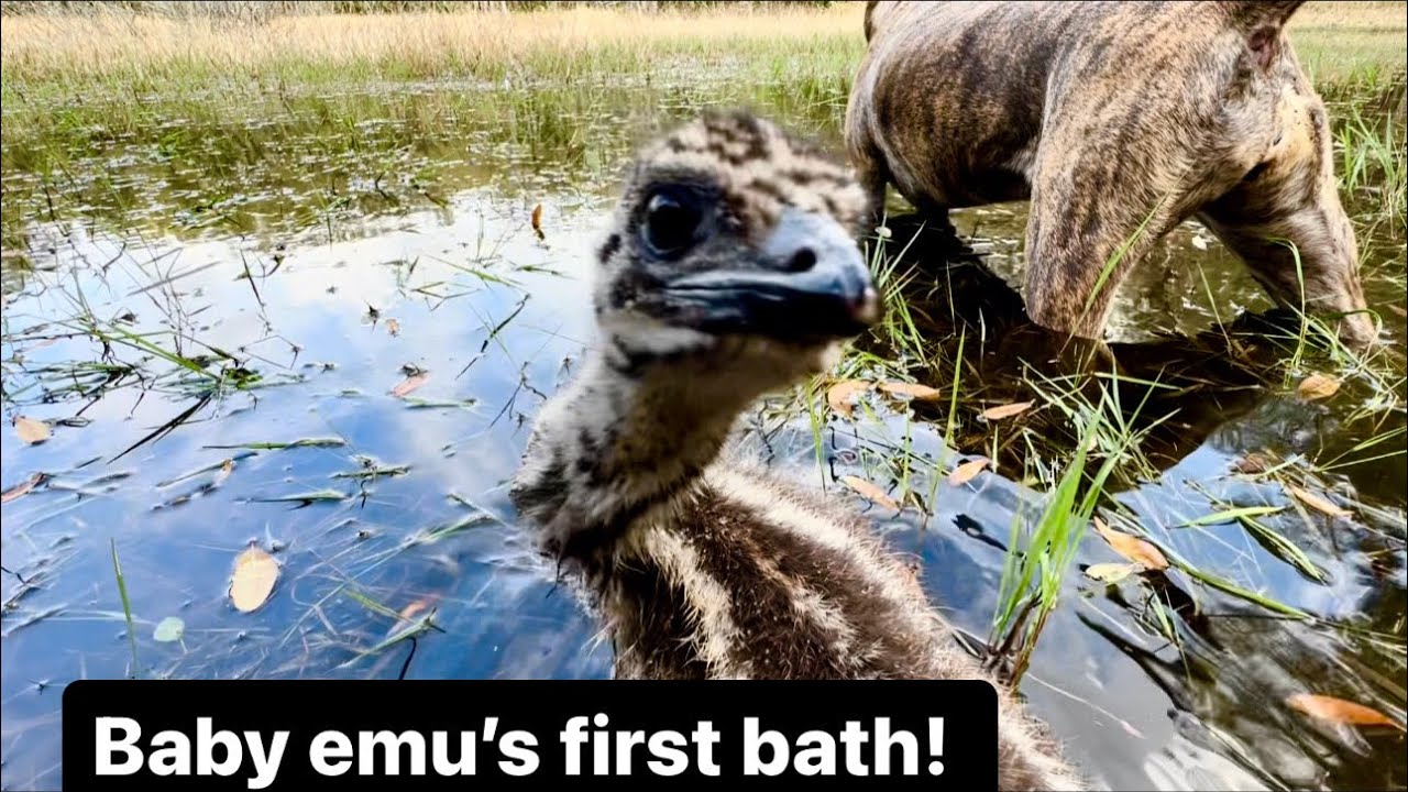 Baby emu’s big day out! And first bath! ￼