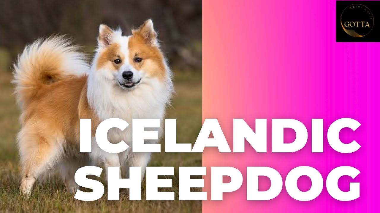 Icelandic Sheepdog 🔥🔥🔥