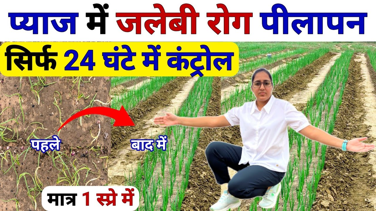 प्याज में जलेबी रोग पीलापन फंगस 🧅सिर्फ 24 घंटे में कंट्रोल | Pyaj me pilapan control | Pyaj ki kheti