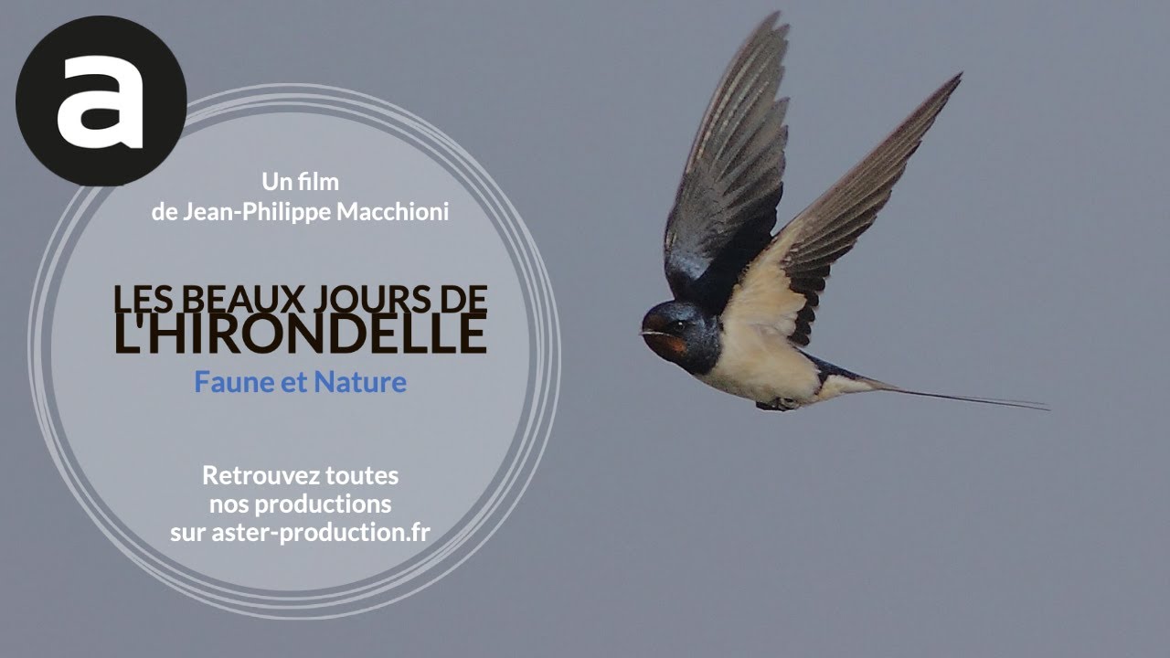 Faune et nature : les beaux jours de l'hirondelle de Jean-Philippe Macchioni (1997)