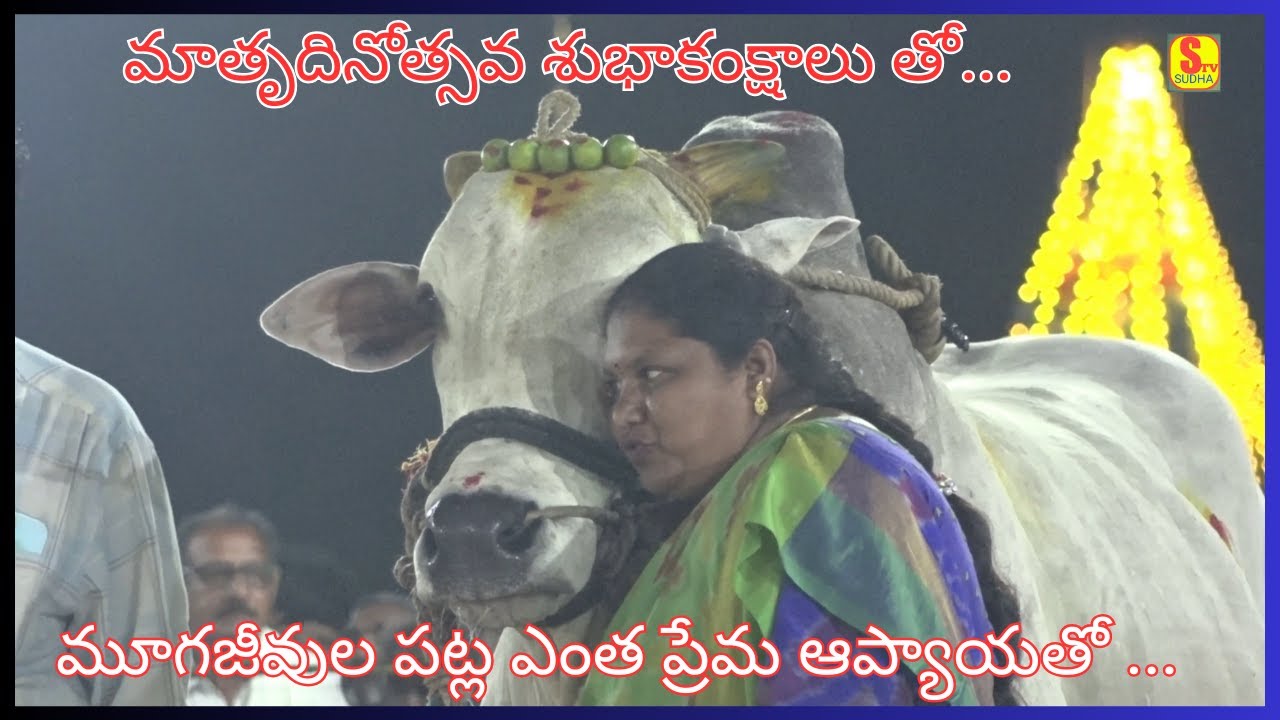 మూగజీవులతో ఇంత అనుబంధమా ...  .... || RK BULLS ||