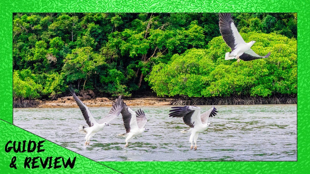 Langkawi Island Hopping tour: Eagle Feeding (Guide & Review)