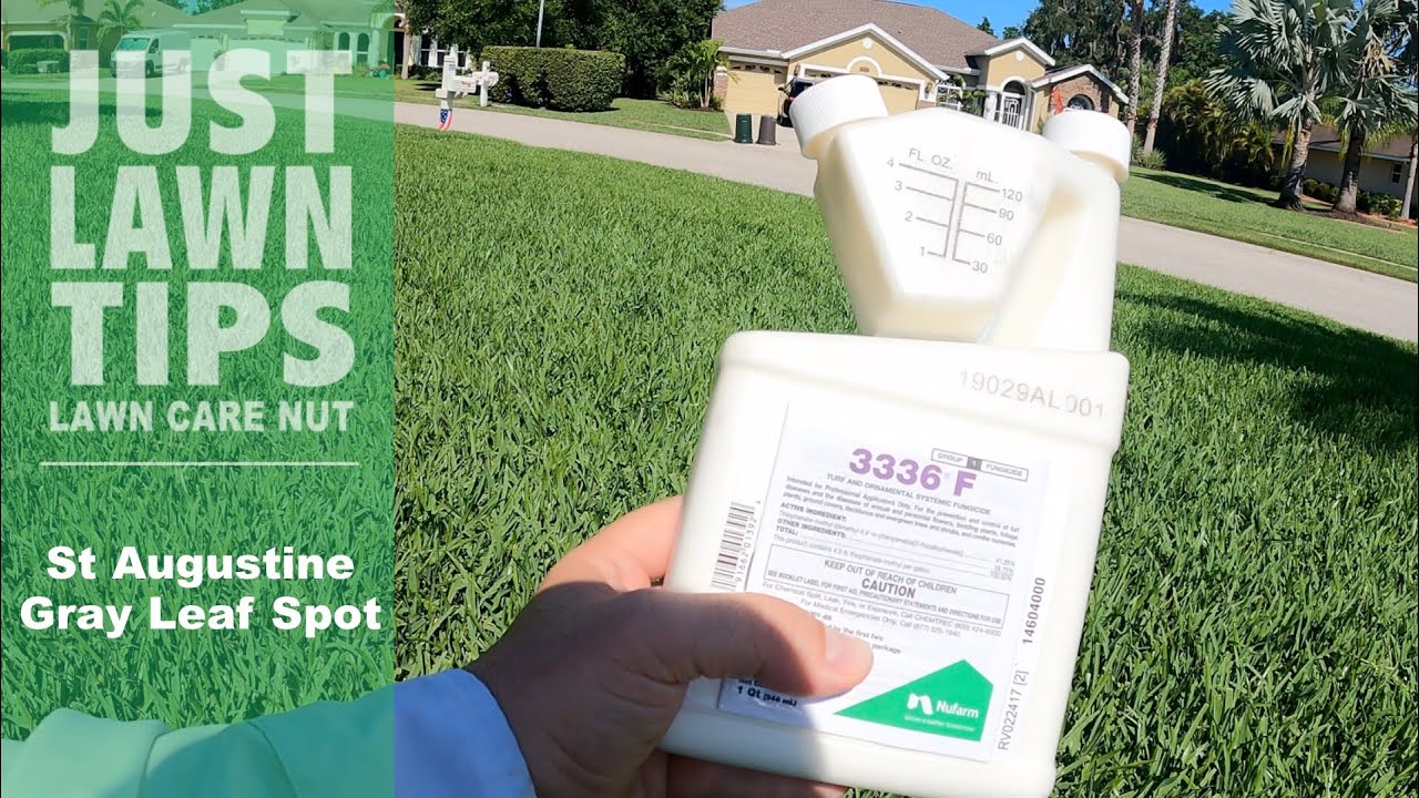 Gray Leaf Spot In St Augustine Grass and other Diseases Treatment Options