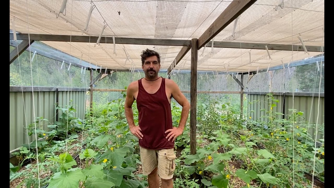 Growing Tomato and Cucumber's on trellis, Australia