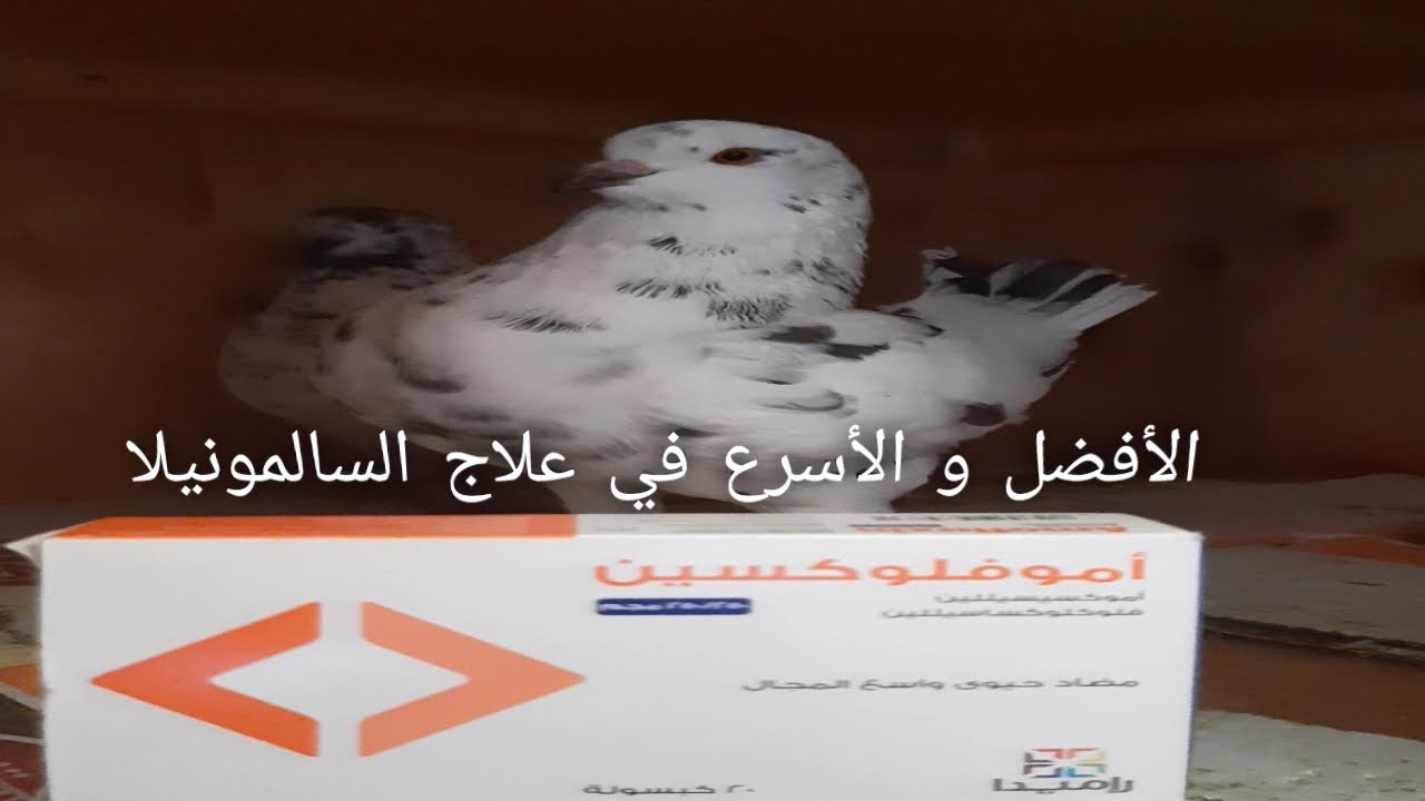 أقوي علاج للسالمونيلا ومضاعفتها ب10جنية من أول جرعة وأتحدي العالم كله