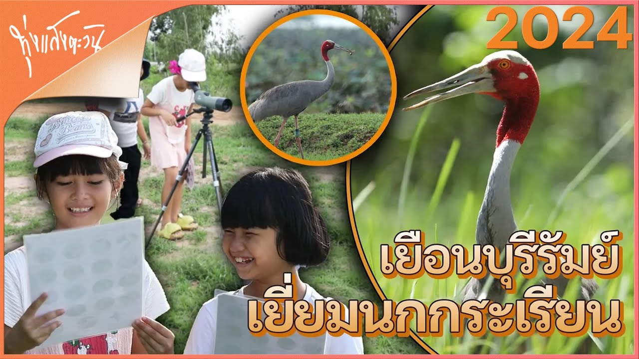 เยี่ยมเยียนนกกระเรียนพันธุ์ไทย ตำนานที่หวนคืนถิ่น | ทุ่งแสงตะวัน 17 ส.ค.67