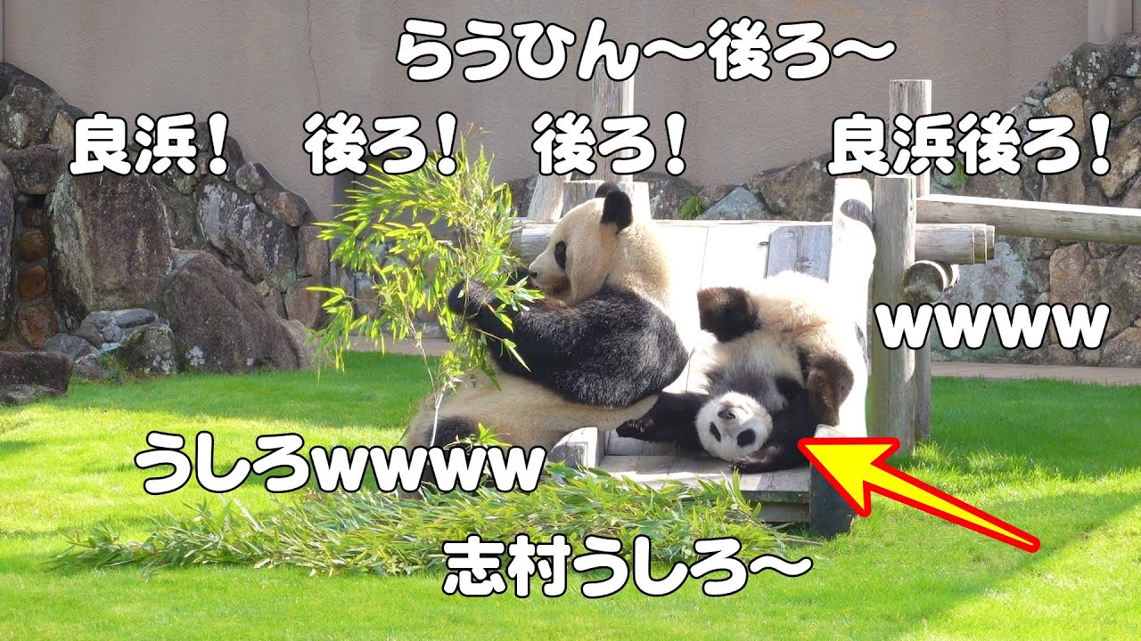 パンダ楓浜のいたずら😁振り返った良浜の行動が神癒し😍たまらんわw