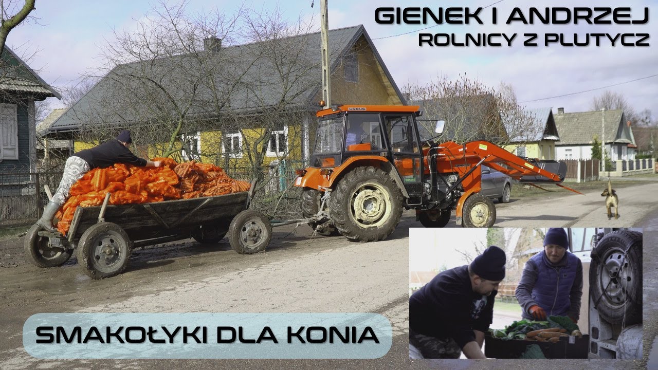 Dostawa smakołyków dla koni u Andrzeja i Gienka z Plutycz