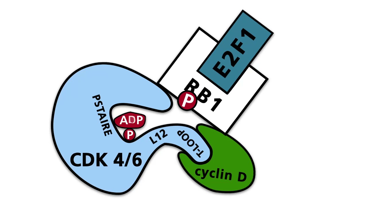 The cell cycle - Part 2: Cyclins, cyclin dependent kinases (CDKs), CDK inhibitors