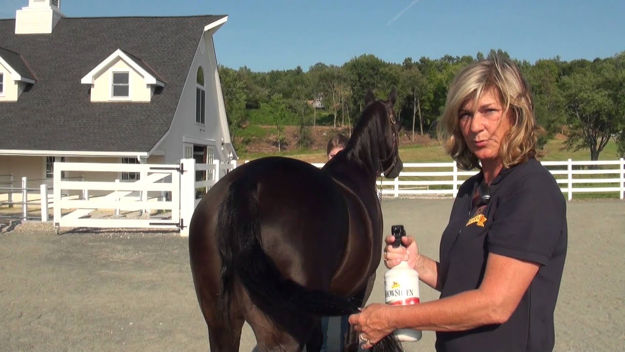 Grooming For Competition With ShowSheen - Shine