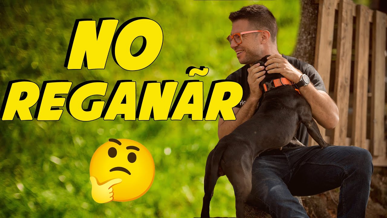 Mejorar el V&iacute;nculo con tu Perro 3 🐶 | Adiestramiento Canino 📝