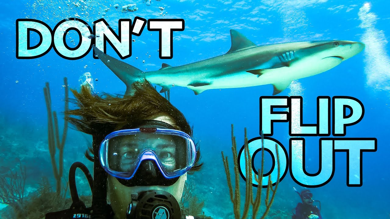 The Most Important RULE in SHARK DIVING? | Ep.78