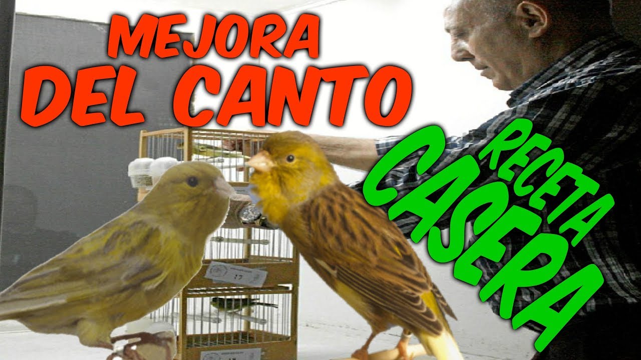 MEJORA DEL CANTO RECETA CASERA