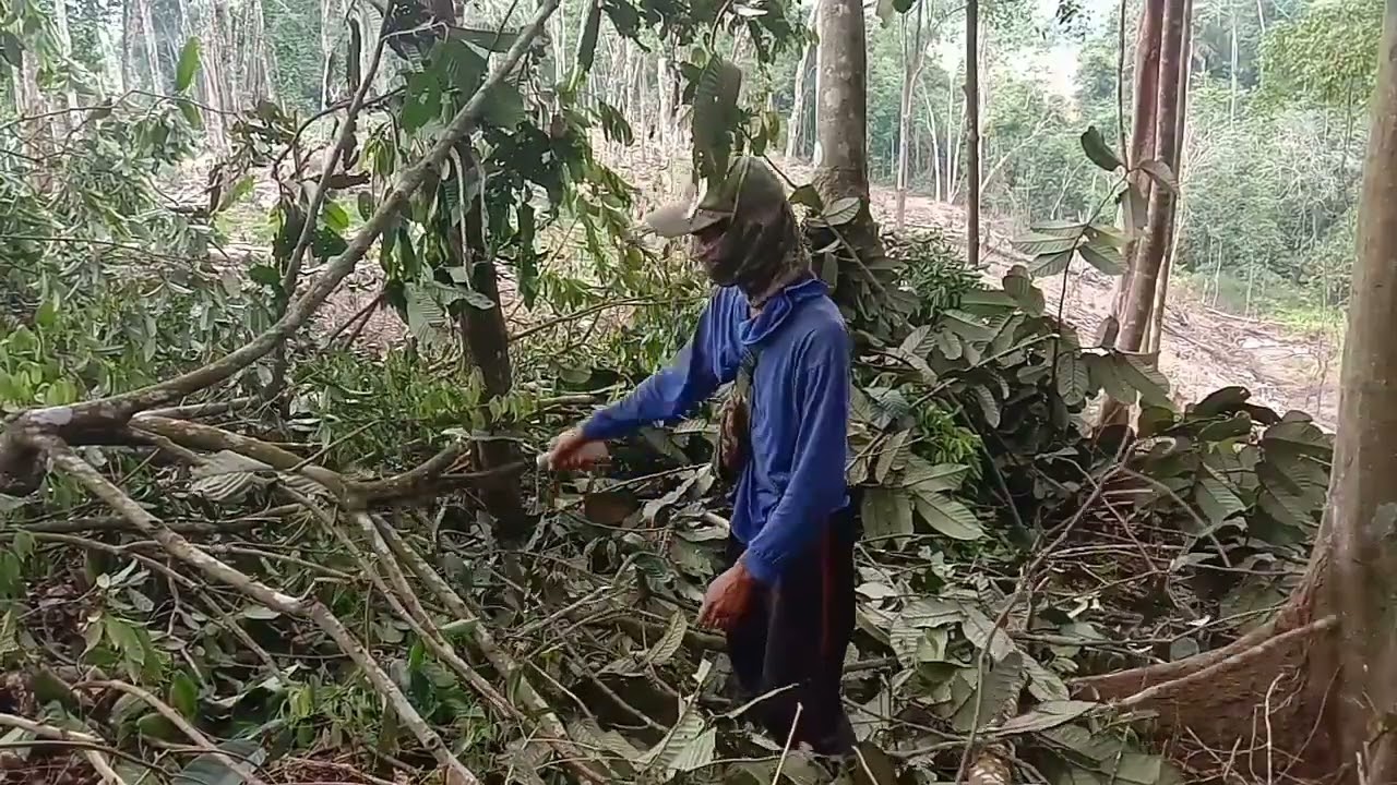 penebangan lahan berkala(buka lahan manual)