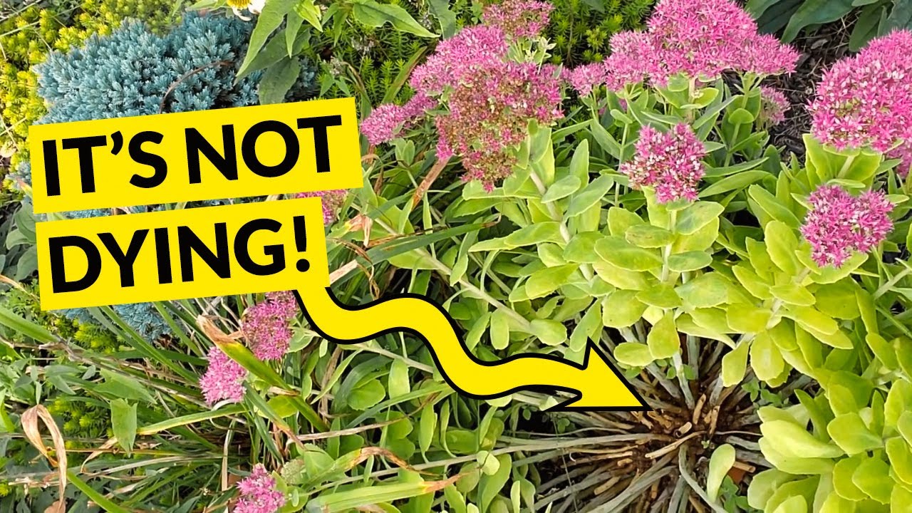 How to divide and take cuttings from Sedum - Autumn Joy, Autumn Charm, Dazzleberry and Angelina