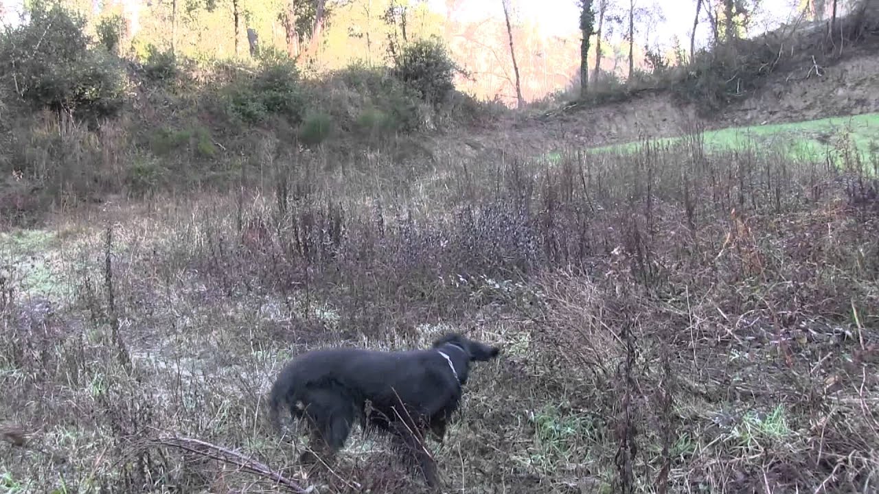 I Setter Gordon 