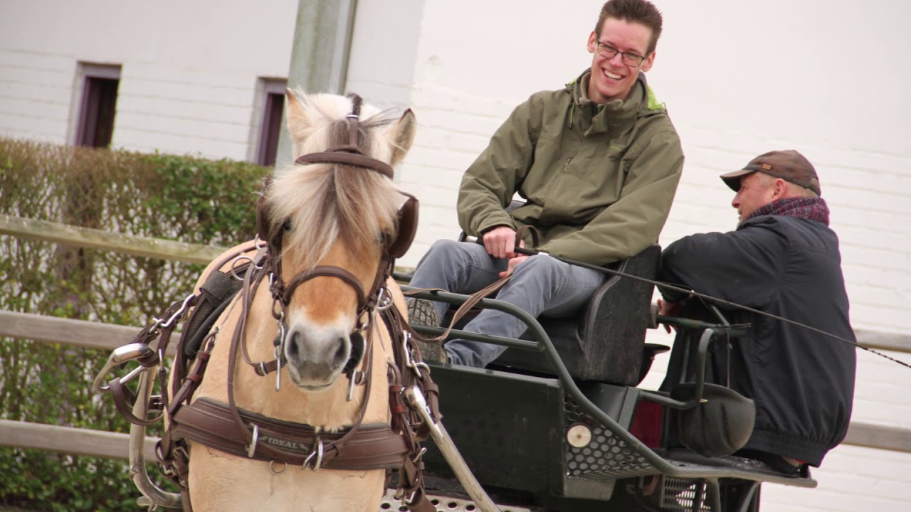 Hengstenkeuring 2019