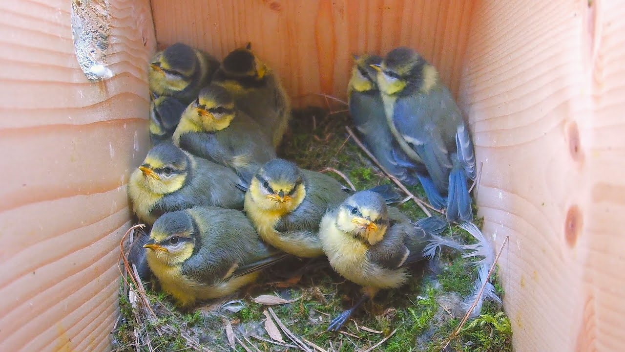 Der Ausflug: 11 Meisenküken sind flügge 🐤 Fledging Day: will the smallest one fledge? 🙀