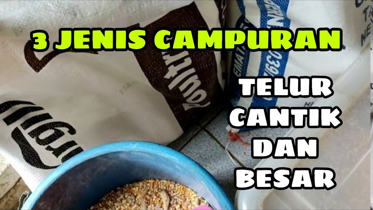 Makanan Itik Penelur Umur 4 Bulan Ke Atas