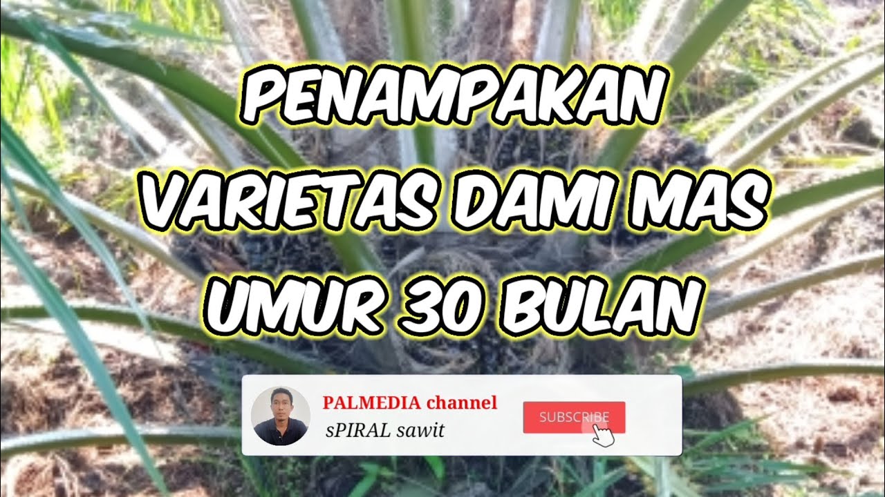 Kelapa Sawit varietas Dami Mas umur 30 bulan