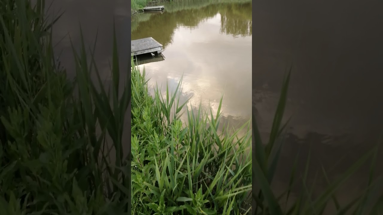BUTTONHOLE LAKE, NR WISBECH PE14 8EY