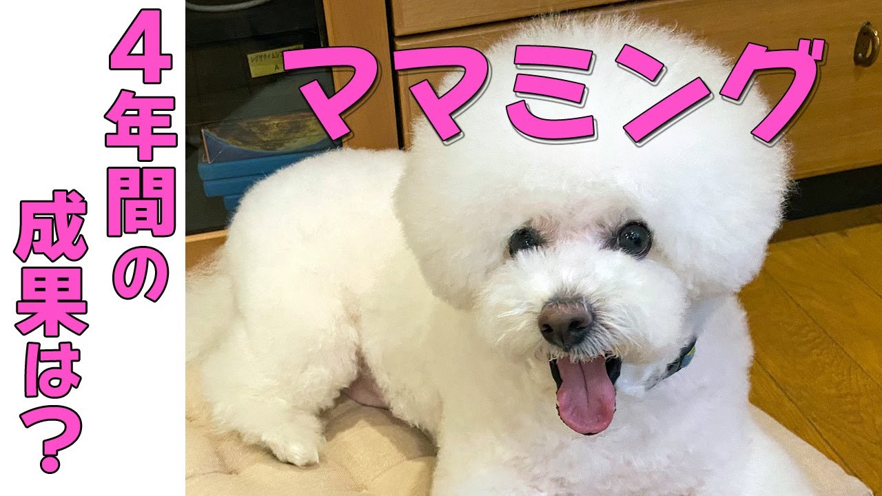 皮膚が弱いルナは２週間に１度のシャンプーとお家トリミングでケアしています。４年前と比べて少しはママの腕が上がったかな？