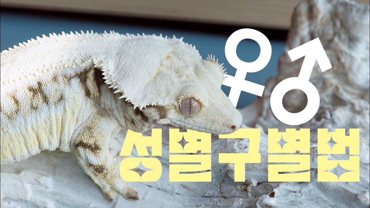 [Cre Special] Basic Care | How to Determine the Gecko's Sex