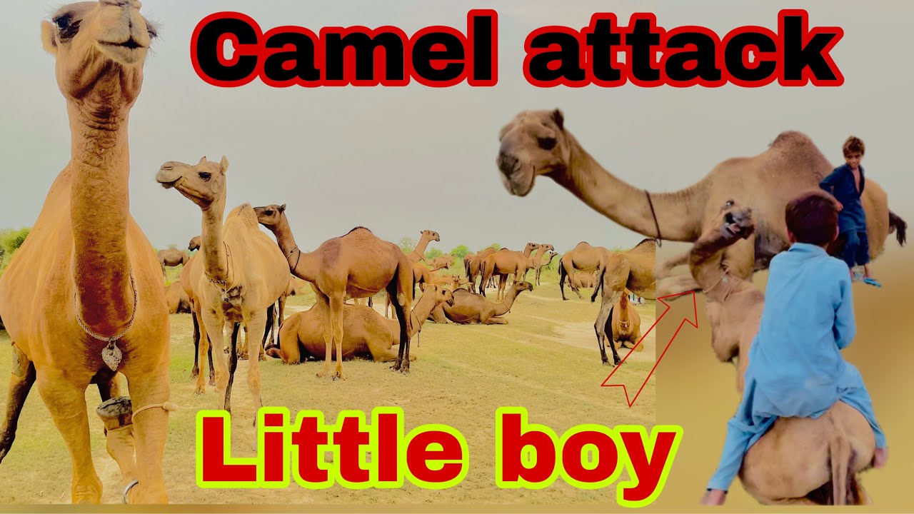 CRAZY Camel Attack in Desert 😱 | Little Boy in Danger! Desert life || real desert life in pakistan 