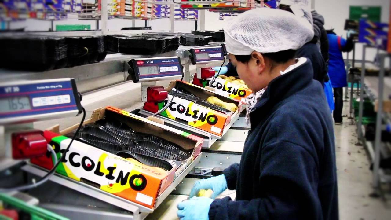 Linea di lavorazione e calibratura Pere Abate Fetel - UNITEC