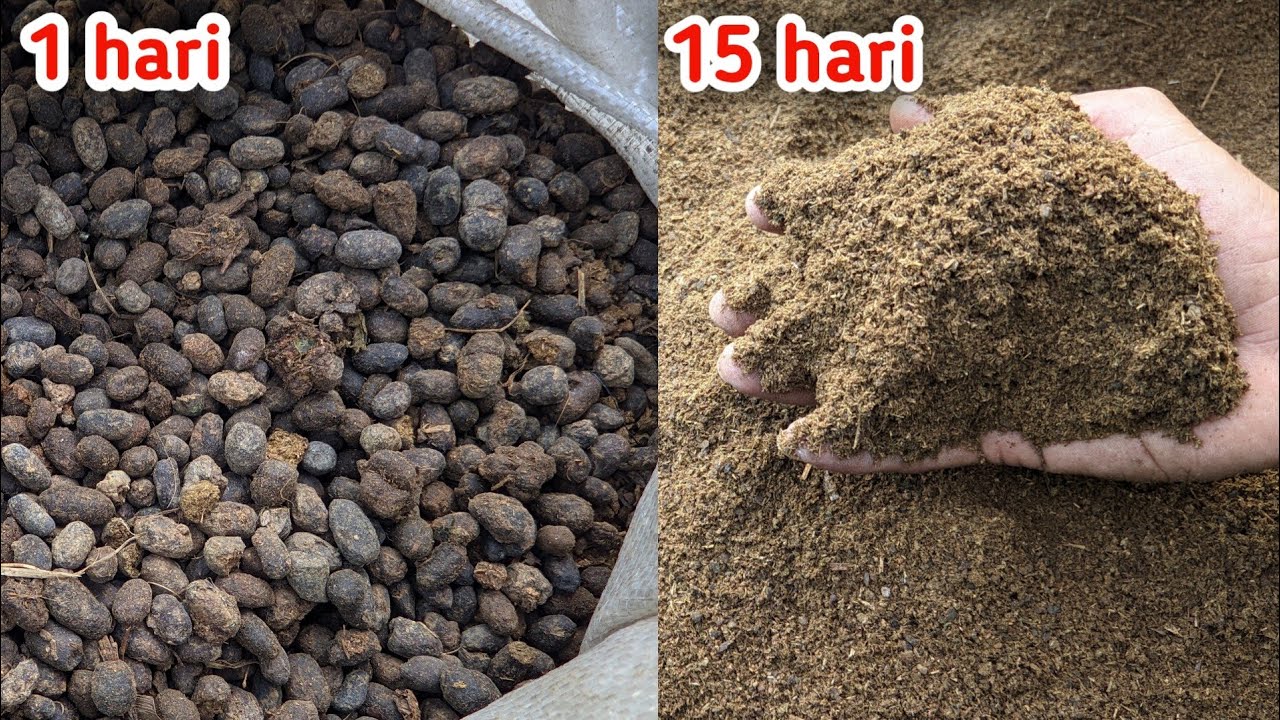 Cara Menghaluskan Pupuk Kandang Paling Cepat dengan EM4