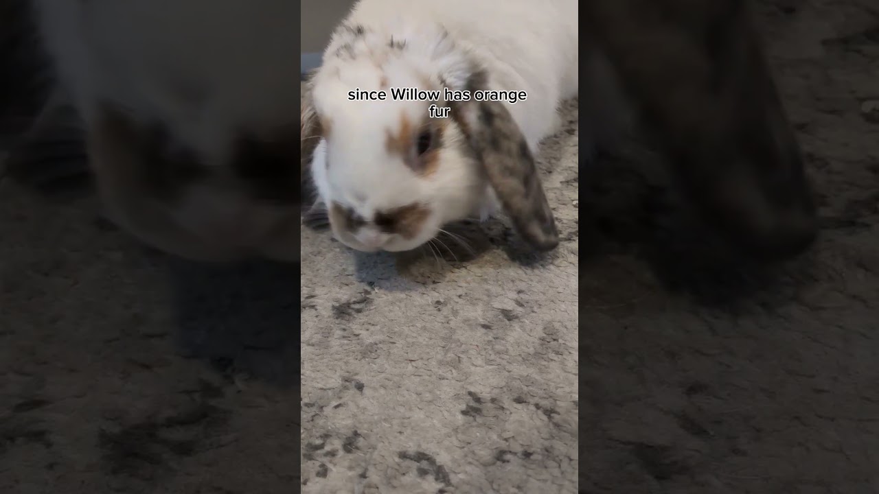 Willow #bunny #bunnie #fluffybunny #rabbit #bun #shorts #short