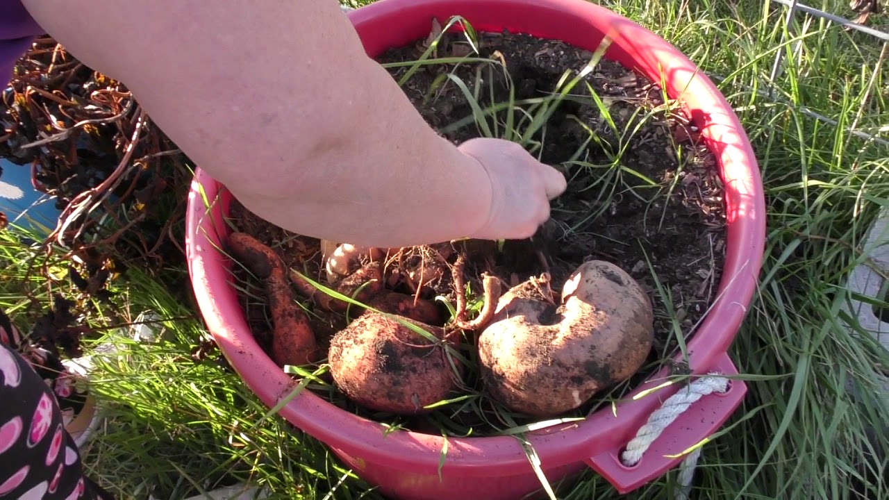 Сладкая картошка / Sweet Potato 2018