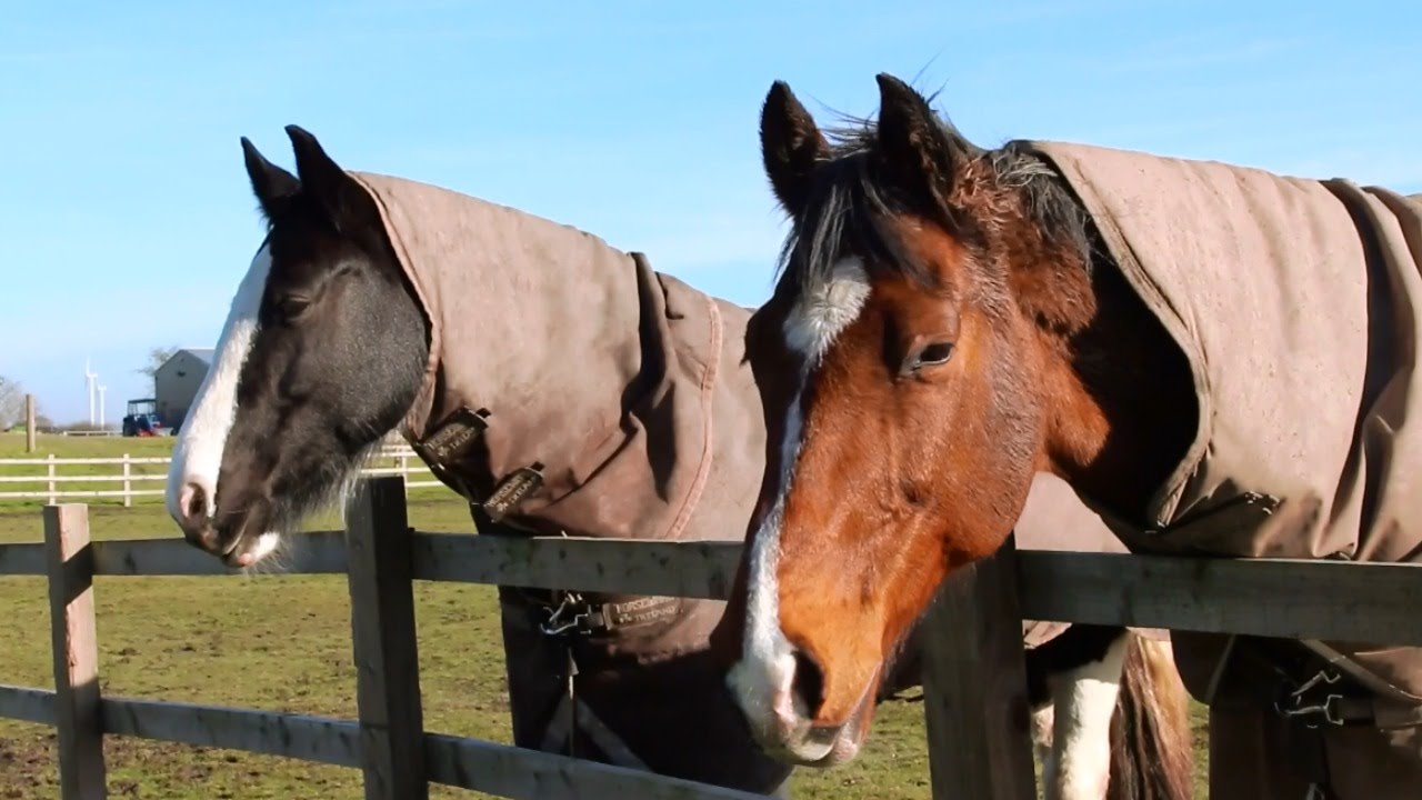 Meet All Of My Pets & Horses
