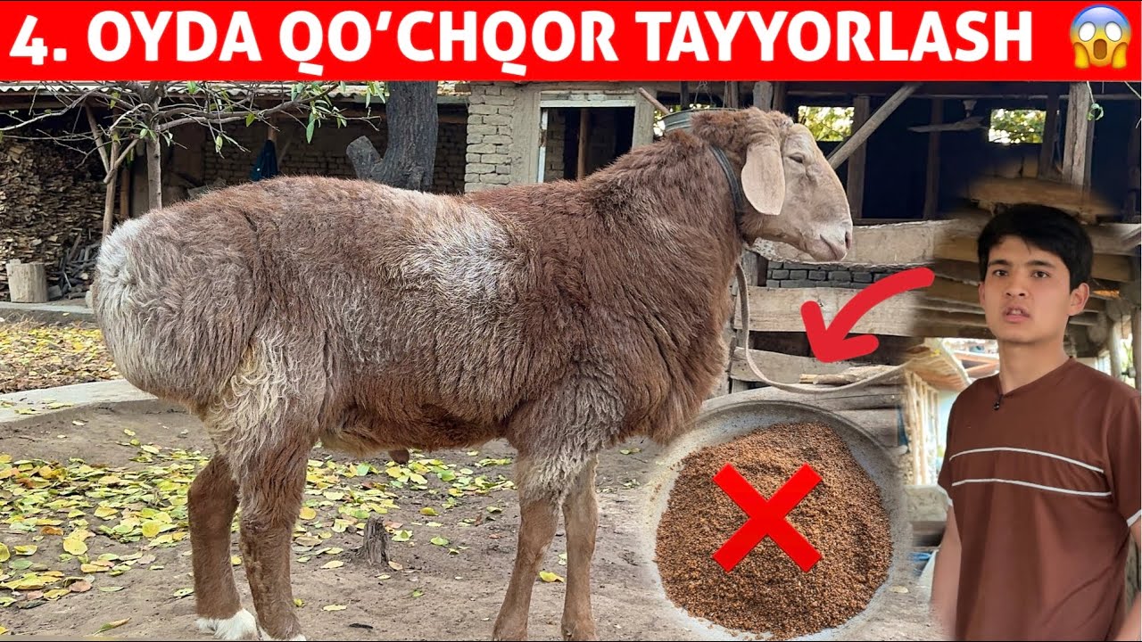 18 YOSHLI UKAMIZDAN 4 OYDA QOCHQOR TAYYORLASH SIRLARI 😱
