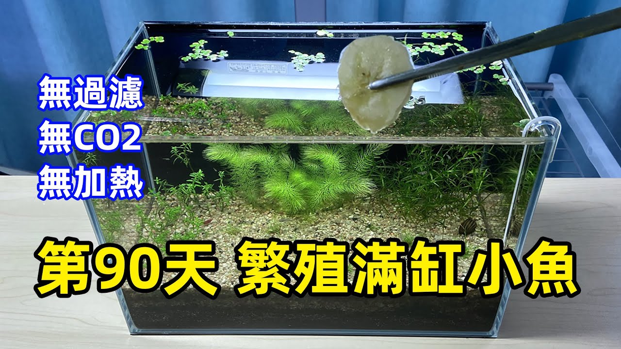無過濾水草缸，第90天，繁殖滿缸小魚，無CO2、無過濾、無加熱、無施肥生態缸，模仿FOO的治癒型魚缸