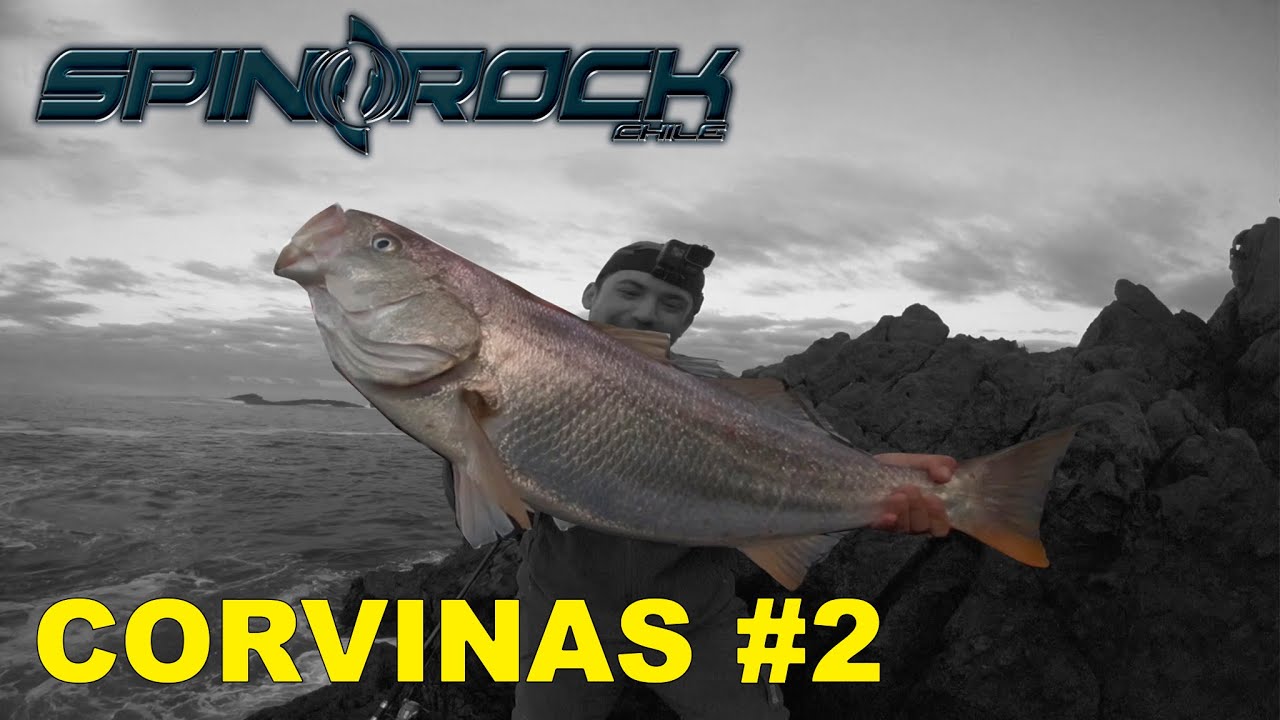 Pesca de corvinas grandes [Video Reporte #2] SpinRock