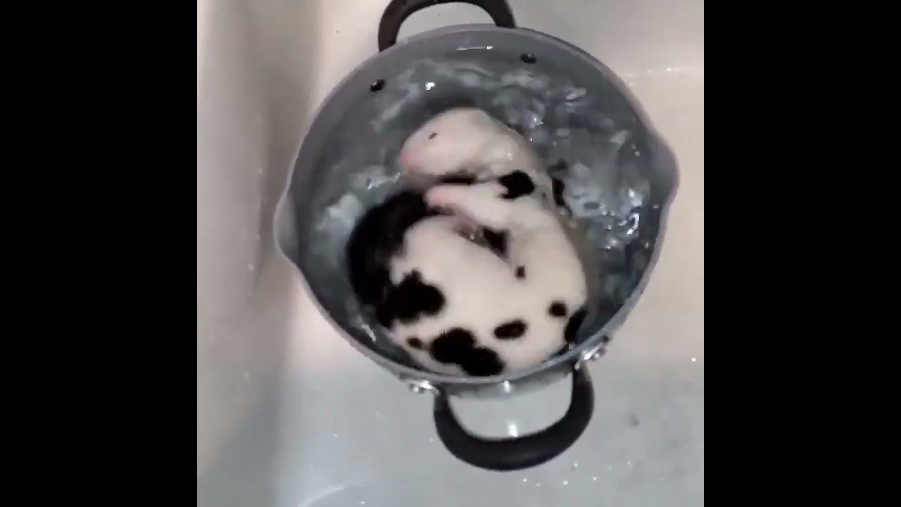 Mink in the sink swimming