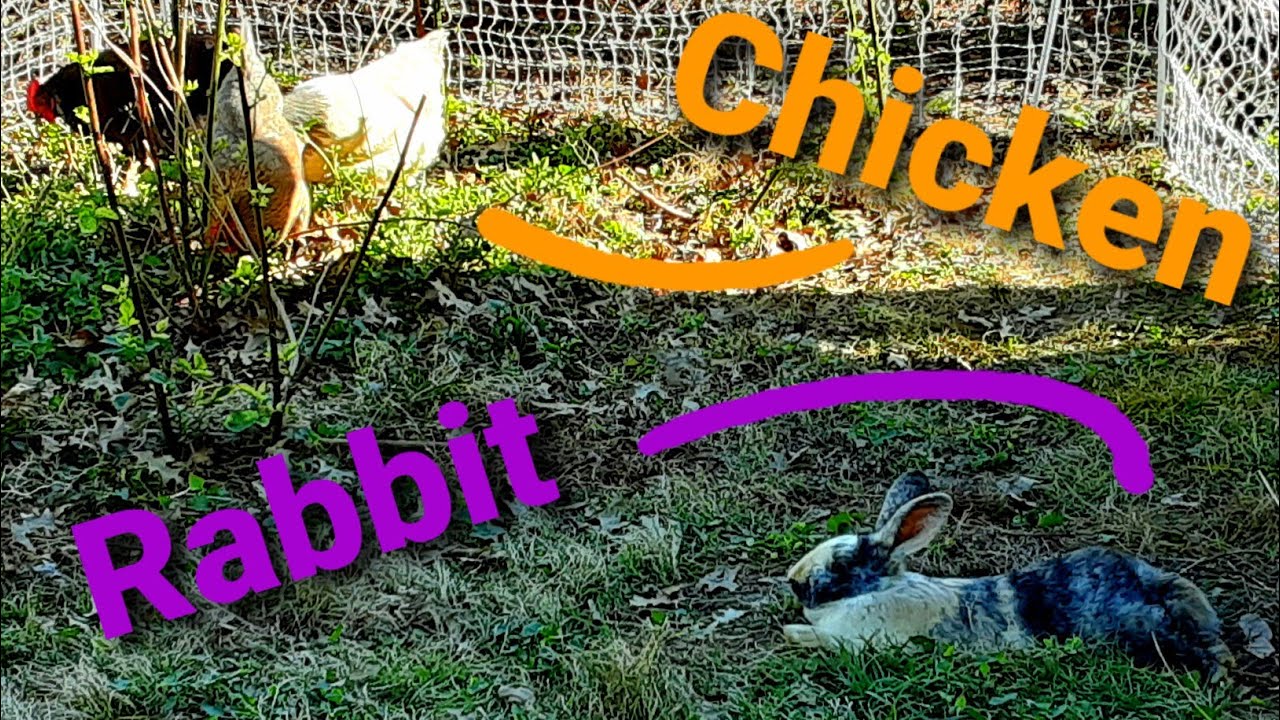Rabbits and Chickens LIVE Together Outside