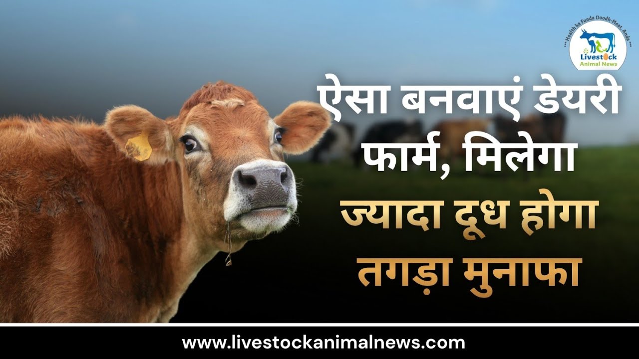 ऐसा बनवाएं डेयरी फार्म, मिलेगा ज्यादा दूध होगा तगड़ा मुनाफा #cow #cowvideos #news