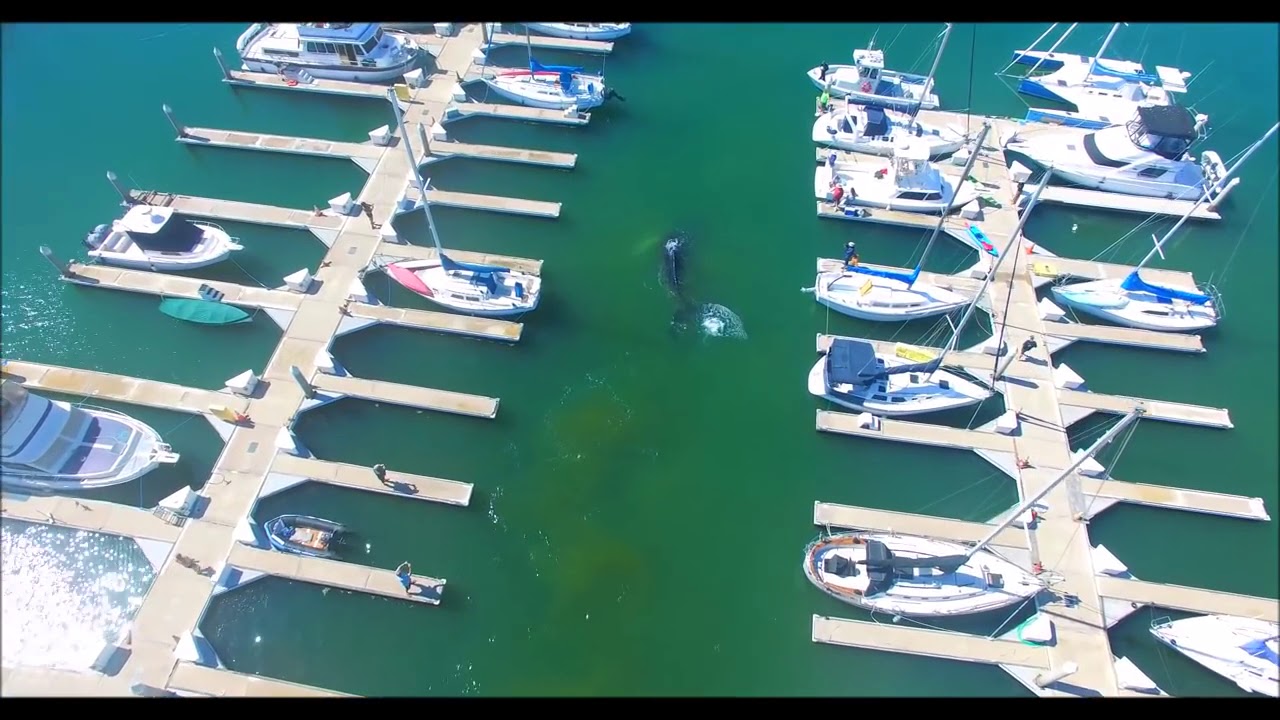 Large Fish at Boat Berth