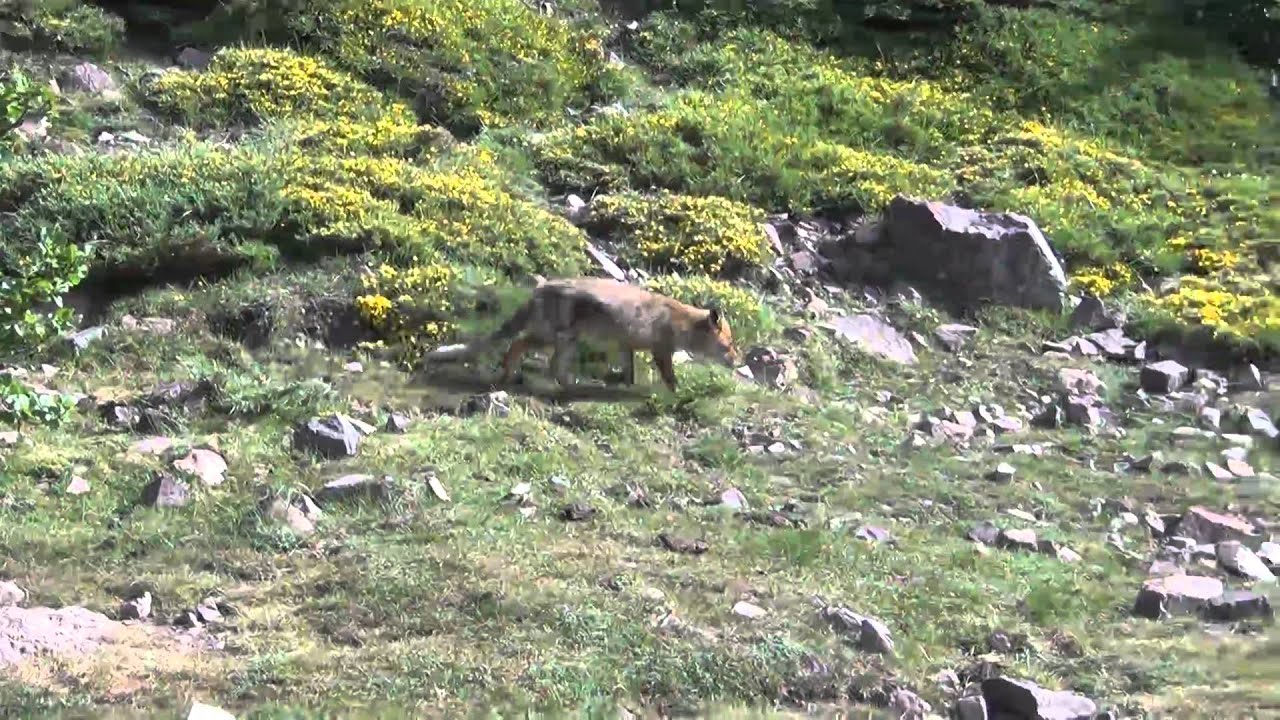 GR20 - ETAPE 5 - BERGERIE DE BELLONE - CASTEL DI VERGIO