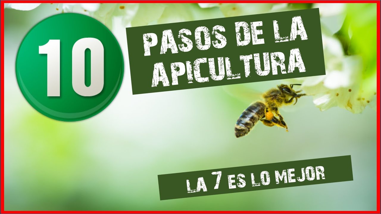 ✔️ Las 10 PASOS que todo Apicultor deberia de Saber | #apicultura
