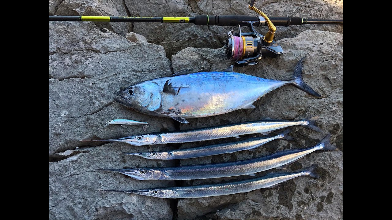 Needlefish and False Albacore on Duo Realis 80SP