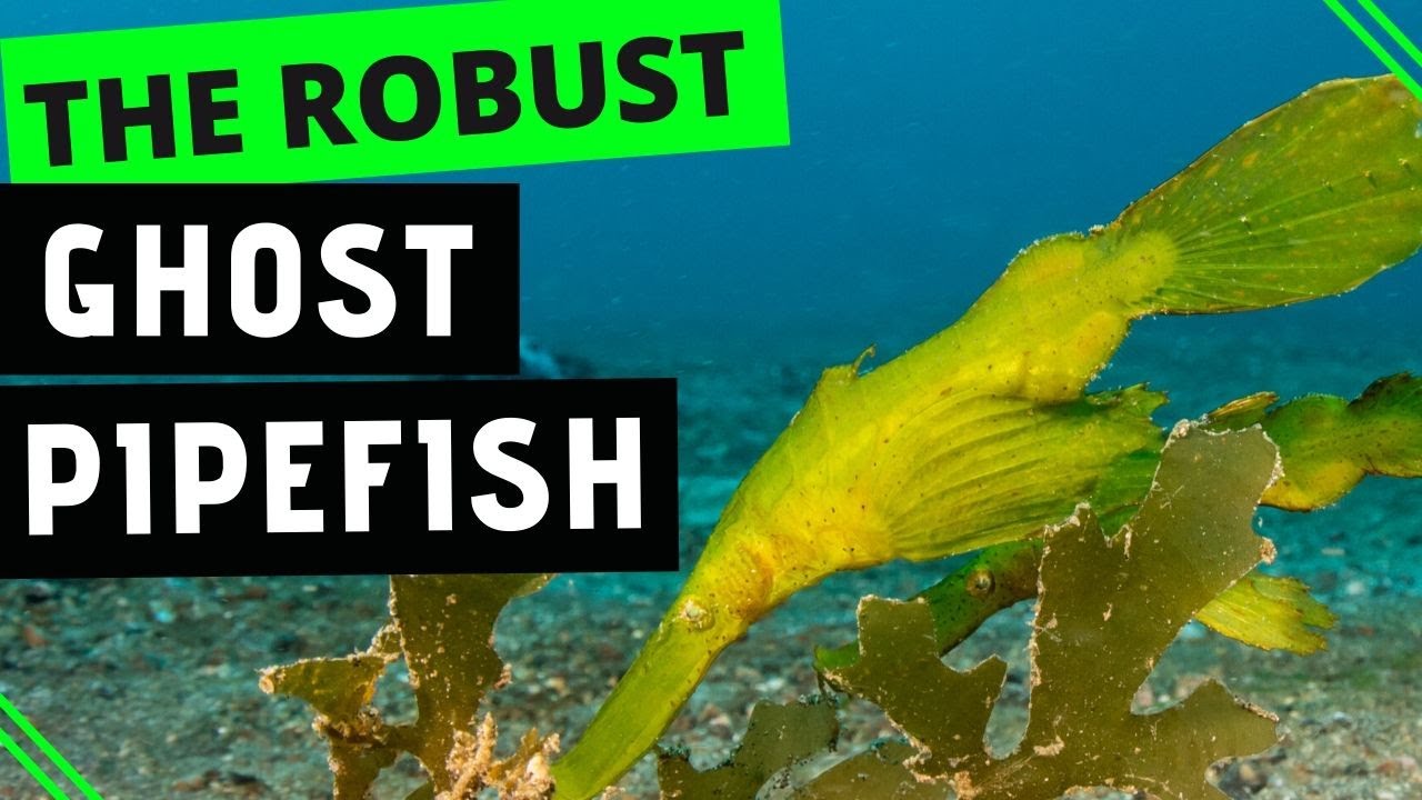The Robust Ghost Pipefish! My Coolest Find of the Day in Dauin