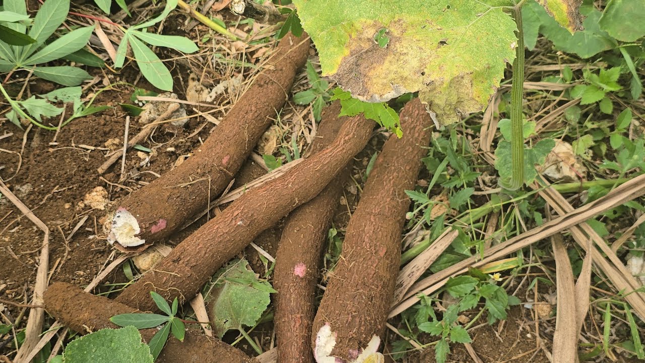 REAPING CASSAVA- JAMAICA LIFE 🇯🇲 