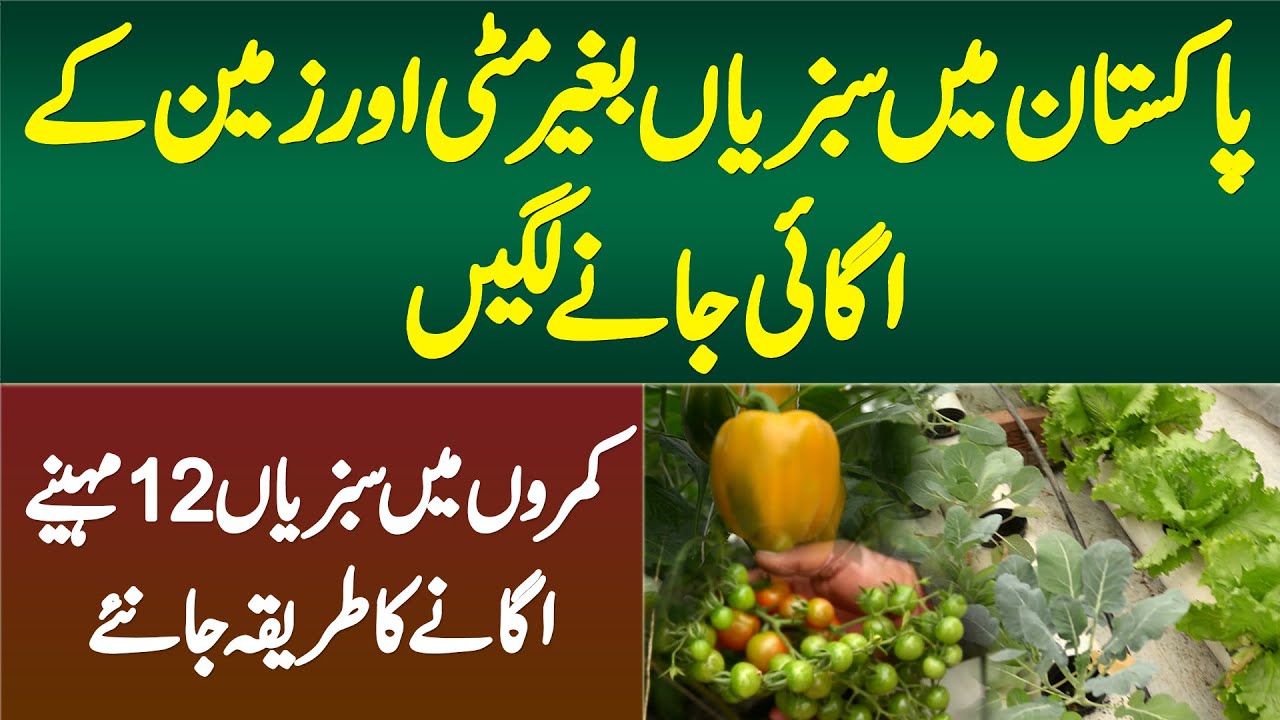 Pakistan Me Baghair Mitti Aur Zameen Ke Sabzian Ugai Jane Lagi - Hydroponic Technology