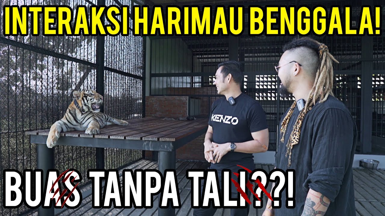 AKHIRNYA BERHADAPAN LANGSUNG SAMA HARIMAU BENGGALA KENZO TANPA TALI!!! BAKAL GIMANA YA??!